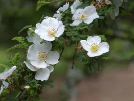 Rose Omeiensis Pteracantha