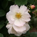 Rose Penelope