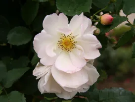 Rose Penelope