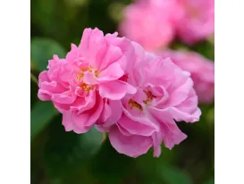 Rose R. Damascena Trigintipetala – Kazanlik