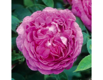 Rose Reine des Violettes