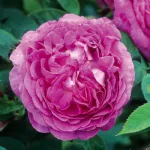 Rose Reine des Violettes