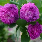 Rose Reine des Violettes