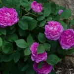 Rose Reine des Violettes