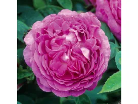 Rose Reine des Violettes