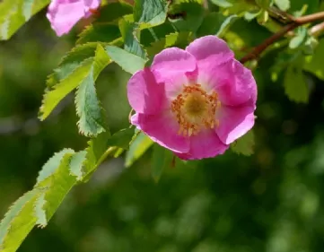 Rosa Pendulina – Rosa delle alpi
