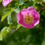 Rosa Pendulina – Rosa delle alpi