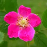 Rosa Pendulina – Rosa delle alpi