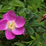 Rosa Pendulina – Rosa delle alpi