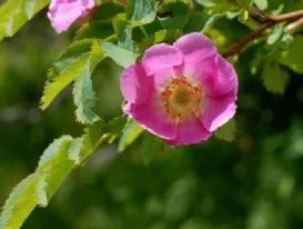 Rosa Pendulina – Rosa delle alpi