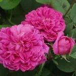 Rosa Rose de Rêscht