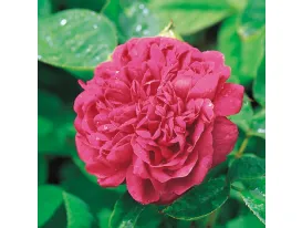 Rosa Rose de Rêscht
