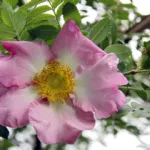 Rose Roxburghii