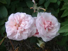 Rose Souvenir de La Malmaison