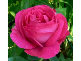 Ulrich Brunner – Ulrich Brunner Fils