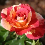 Rose Alfred Sisley® Delstrijor