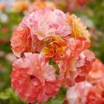 Rose Alfred Sisley® Delstrijor