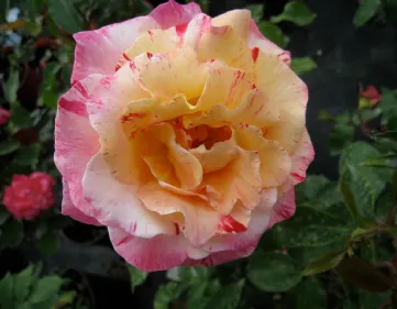 Rosa Camille Pissarro