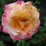 Rosa Camille Pissarro