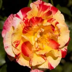 Rosa Camille Pissarro