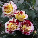 Rosa Camille Pissarro