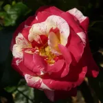 Rosa Camille Pissarro