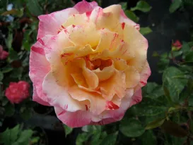 Rosa Camille Pissarro