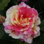 Rosa Claude Monet