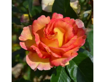 Rosa La Parisienne