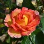 Rosa La Parisienne