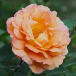 Rosa La Parisienne