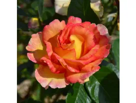 Rosa La Parisienne