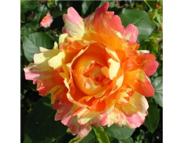 Rosa Rose des Cisterciens