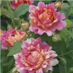 Rosa Rose des Cisterciens