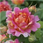 Rosa Rose des Cisterciens