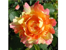 Rosa Rose des Cisterciens