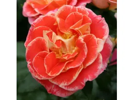 Rosa Airbrush