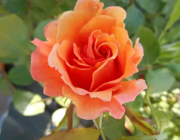 Rosa Arabia