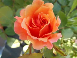 Rosa Arabia