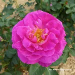 Baby Blue® floribunda