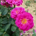 Baby Blue® floribunda