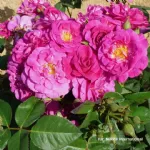 Baby Blue® floribunda