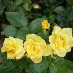 Rose Bayerngold - Baviera d'Oro