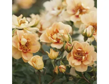 Bienenweide® Berstein - Bees' Paradise Rose® Bernstein 