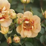 Bienenweide® Berstein - Bees' Paradise Rose® Bernstein 