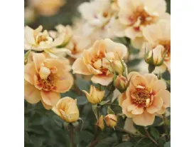 Bienenweide® Berstein - Bees' Paradise Rose® Bernstein 