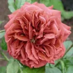 Rosa Brown Velvet