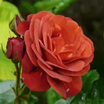 Rosa Brown Velvet