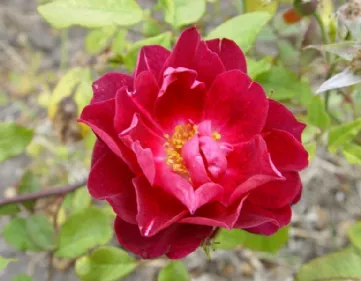 Rosa Cardinal Hume