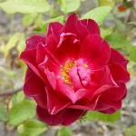 Rosa Cardinal Hume